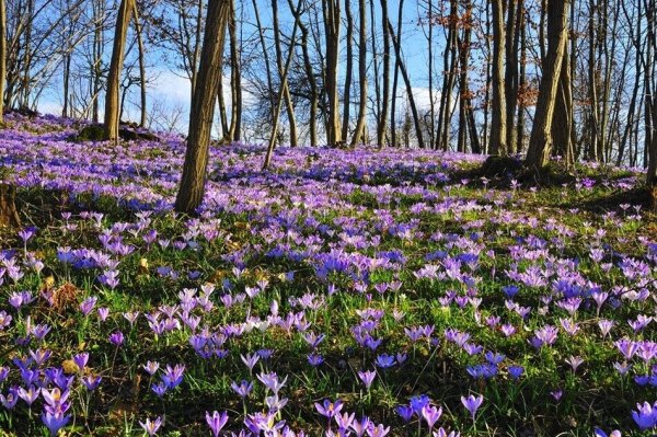 Кандыки подснежники Полянки
