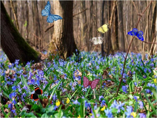 Медуница подснежники