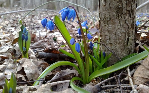 Цветы первоцветы пролески