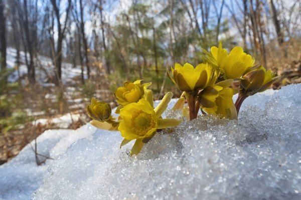 Дальневосточный Подснежник "адонис"