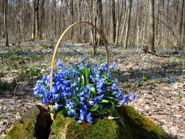 Первоцветы (подснежники, крокусы, гиацинты).