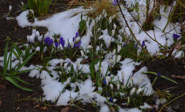 Терпугова Подснежник