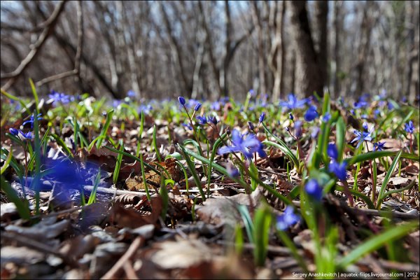 Пролеска Крымская фиолетовая