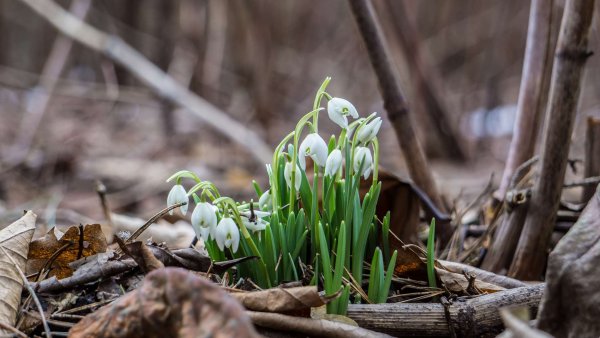 Чайковский Подснежник