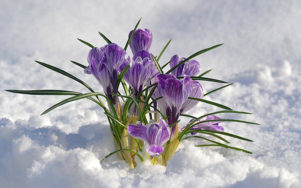 Цветок Крокус в снегу