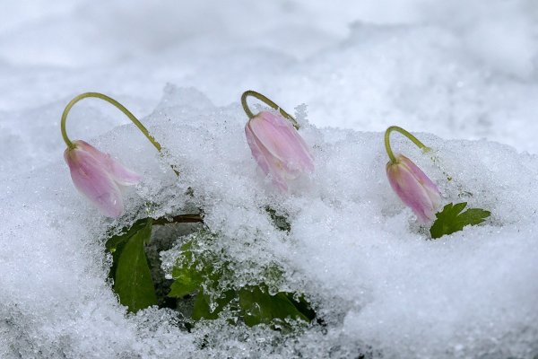 Розовый Подснежник