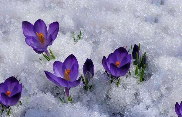 Крокусы в снегу