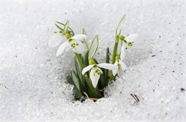 Подснежники из снега
