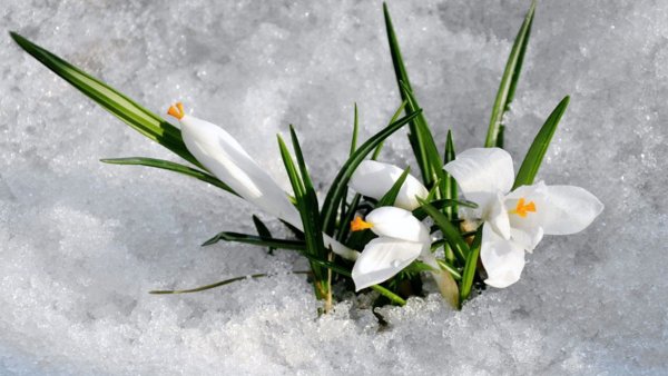 Цветы в снегу
