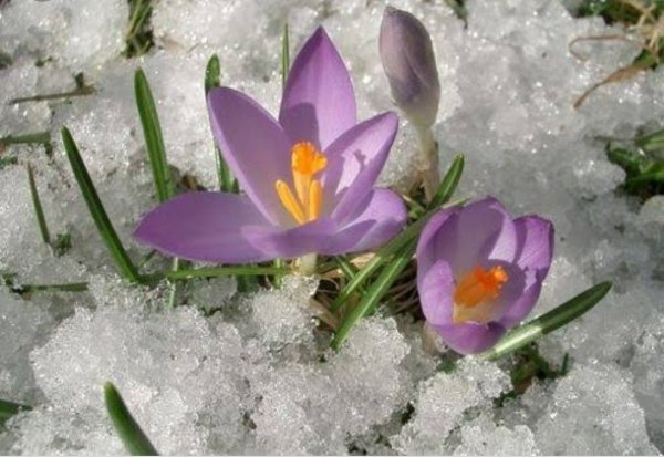 Снег в Вене