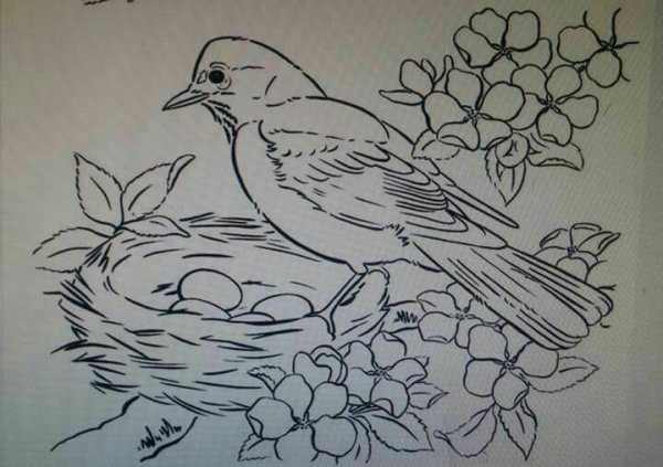 Птица на ветке рисунок карандашом