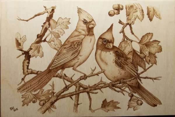 Птица рисунок