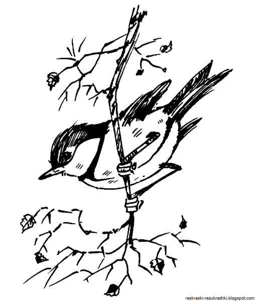 Раскраски красивые птицы