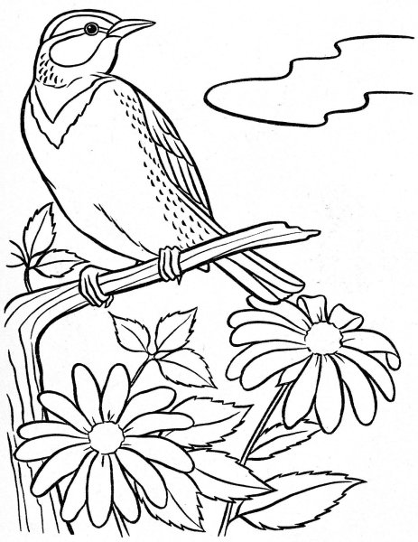 Лесные птицы раскраска