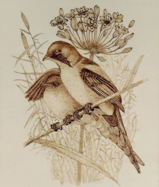 Птица рисунок