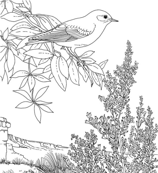 Выжигание птицы