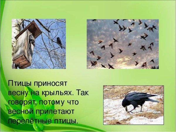 Прилетают перелетные птицы