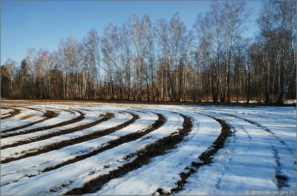 Поля Белоруссии озимые