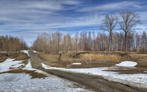 Лес поздней осенью