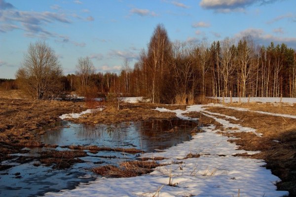 Поляна подснежников в лесу