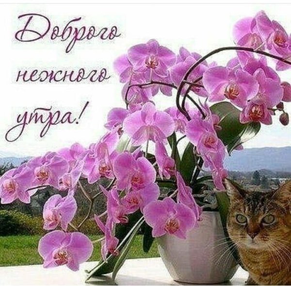 Душевные пожелания с добрым утром