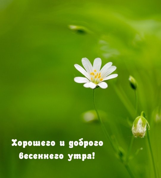 Весенние цветы для тебя