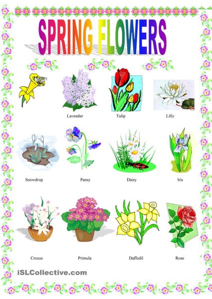 Цветы на английском языке названия