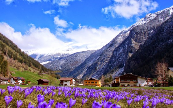 Крокусы в Швейцарии