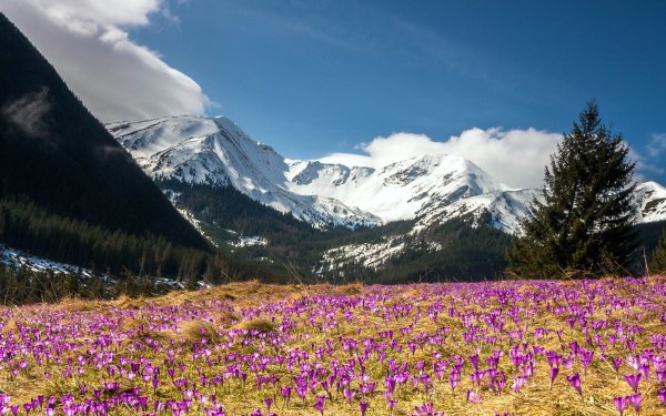 Альпийские Луга Швейцария Альпийские Луга Швейцария