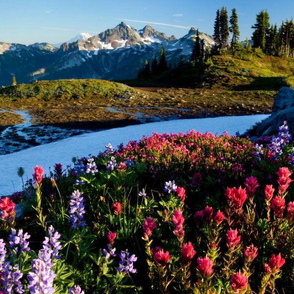 Цветы в горах