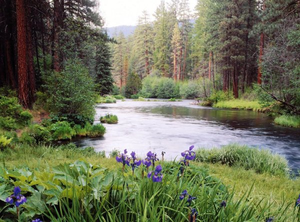 Лесная река