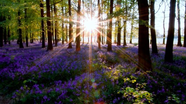 Лучи солнца в лесу