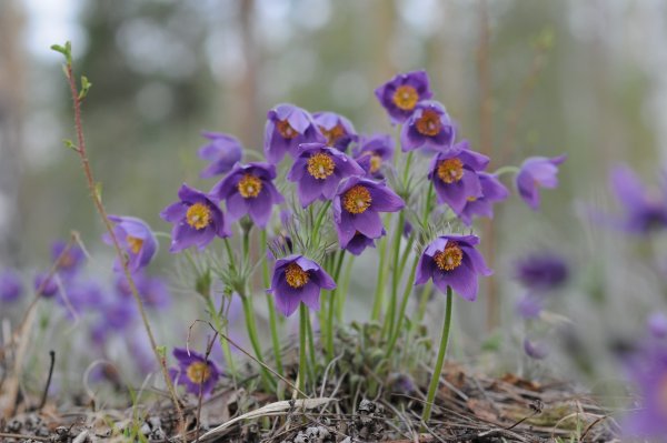 Братск весной