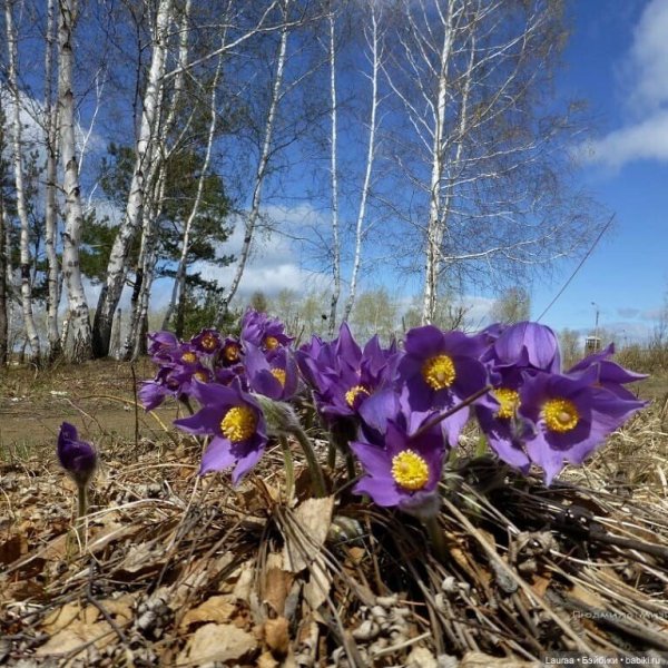 Весна в Братске