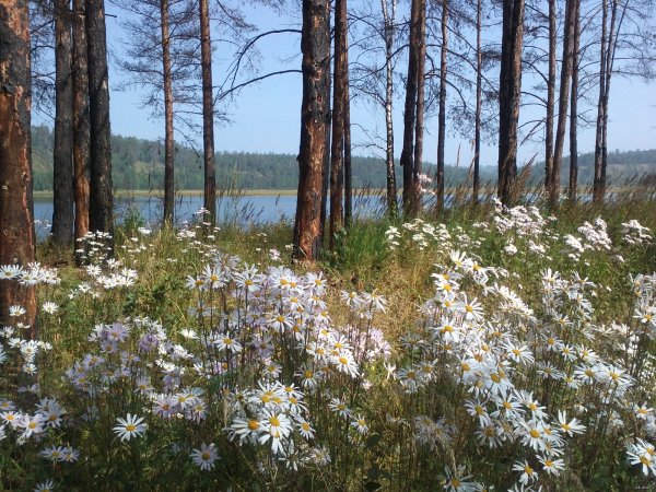 Природа г. Братска