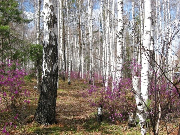 Братск Центральный район