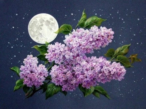 Спокойной ночи сирень