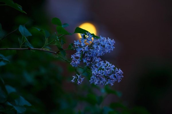 Сирень ночью