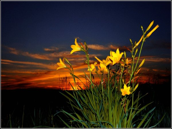 Вечер жёлтые цветы