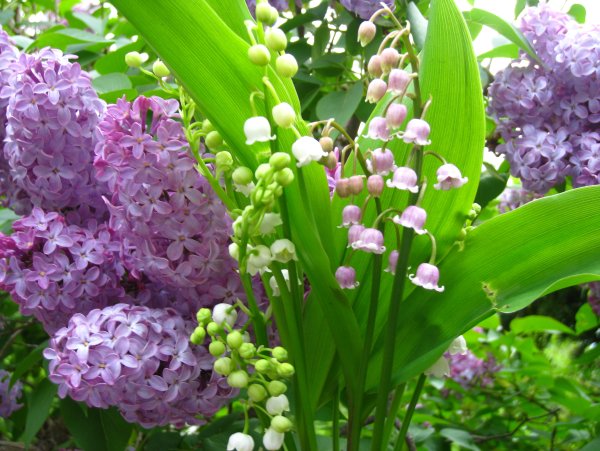 Цветы Ландыши и сирень