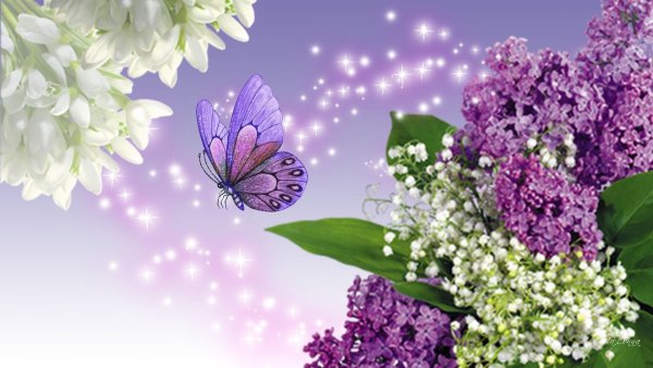Сирень цветы и бабочки