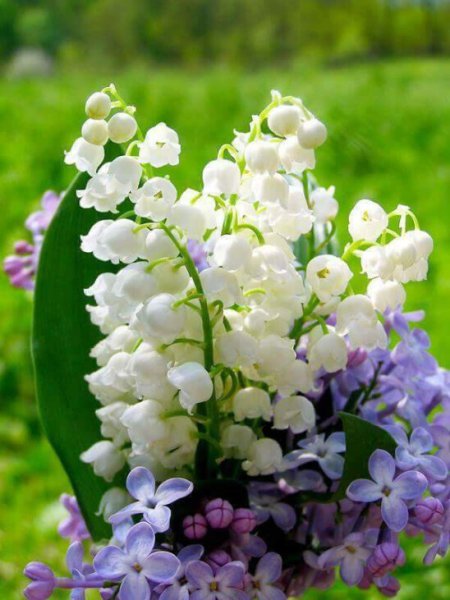 Сирень и Ландыши