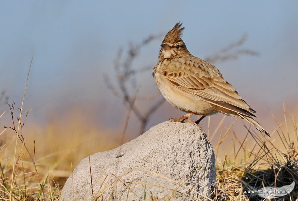Жаворонок птица самец и самка