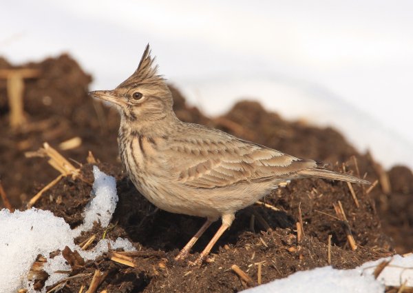 Хохлатый Жаворонок Перелетная