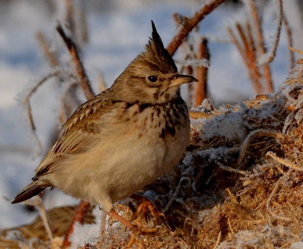 Хохлатая овсянка