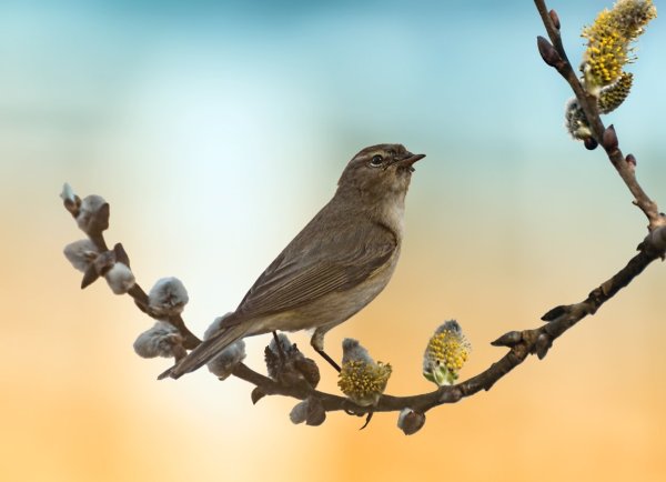 Весна Соловей