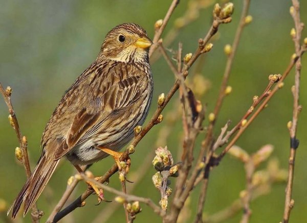 Певчий Жаворонок
