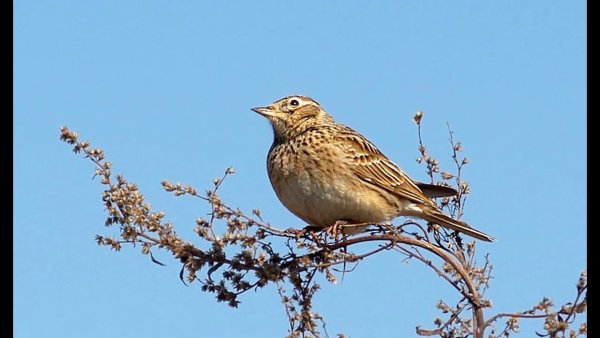 Весна Жаворонки