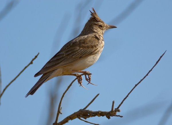Стая Жаворонков