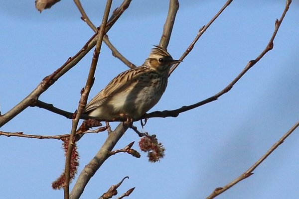 Жаворонок Весна